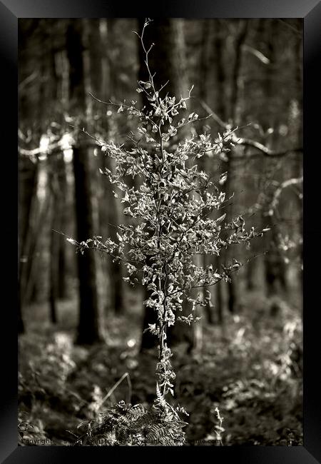 sunlit tree Framed Print by Simon Johnson