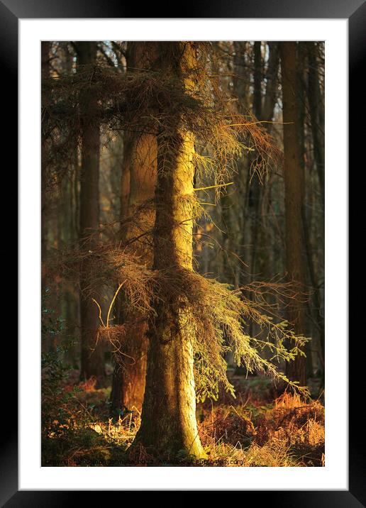 winter woodland light Framed Mounted Print by Simon Johnson