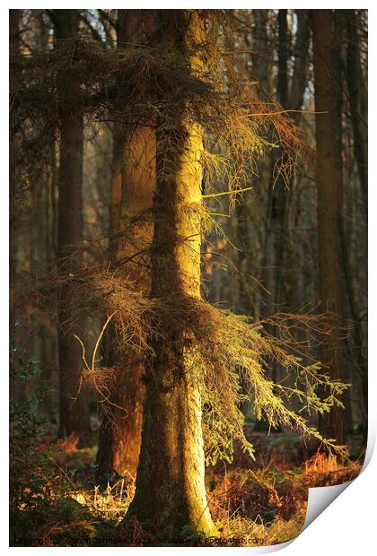 winter woodland light Print by Simon Johnson