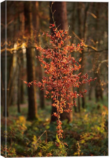 sunlit woodland Canvas Print by Simon Johnson