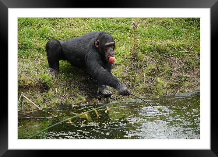 Chimp after food Framed Mounted Print by Raymond Partlett