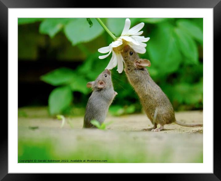 Wild mouse reacjing up to a daisy flower Framed Mounted Print by Gerald Robinson