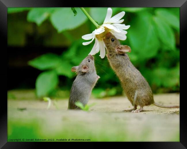 Wild mouse reacjing up to a daisy flower Framed Print by Gerald Robinson