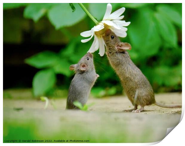 Wild mouse reacjing up to a daisy flower Print by Gerald Robinson