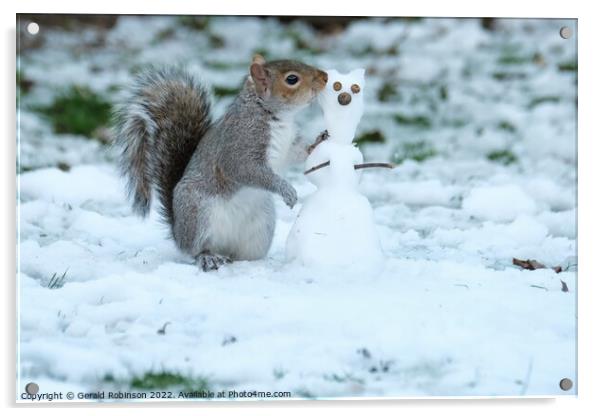 Grey squirrel building a snow squirrel in the snow Acrylic by Gerald Robinson