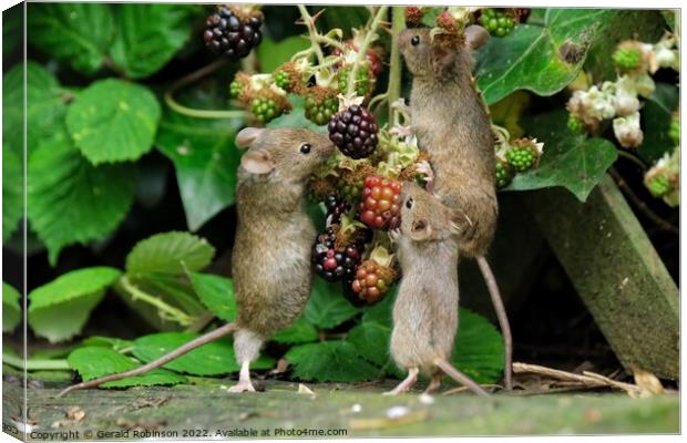 Mice on blackberries Canvas Print by Gerald Robinson