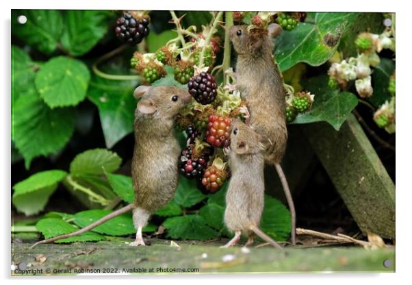 Mice on blackberries Acrylic by Gerald Robinson