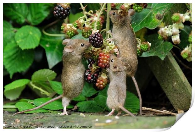Mice on blackberries Print by Gerald Robinson