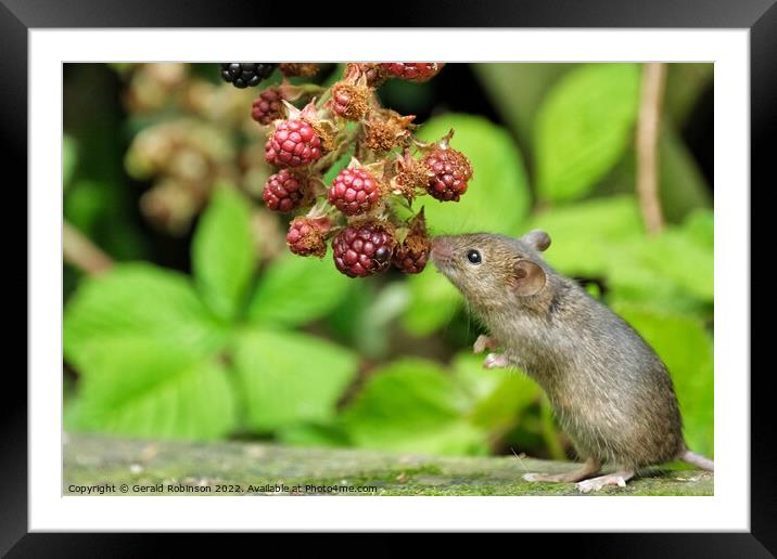 Mouse and the blackberries Framed Mounted Print by Gerald Robinson