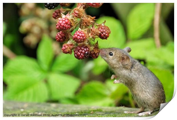 Mouse and the blackberries Print by Gerald Robinson