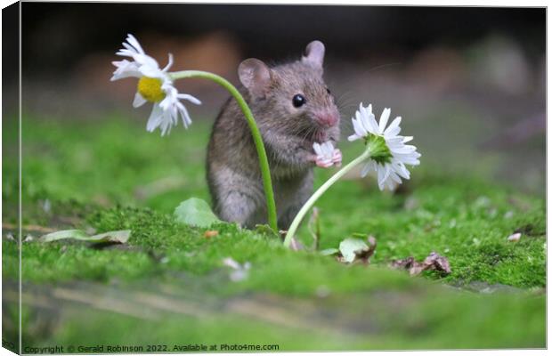 A small mouse with a daisy Canvas Print by Gerald Robinson