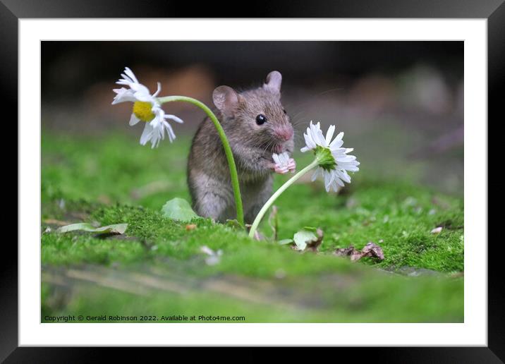 A small mouse with a daisy Framed Mounted Print by Gerald Robinson