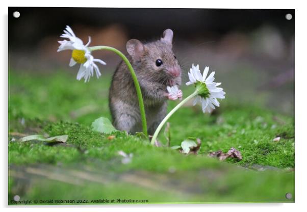 A small mouse with a daisy Acrylic by Gerald Robinson