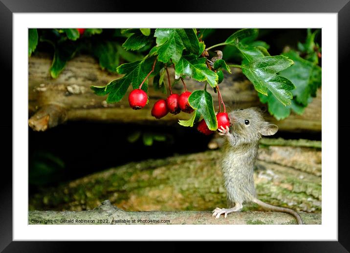 Mouse feeding on berries Framed Mounted Print by Gerald Robinson