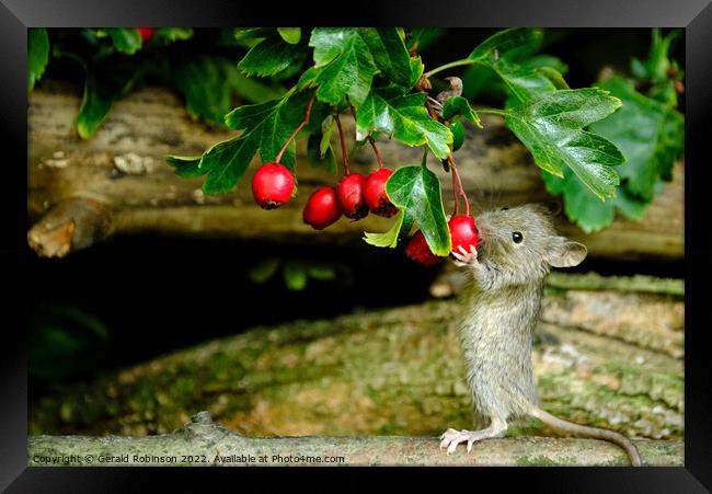 Mouse feeding on berries Framed Print by Gerald Robinson