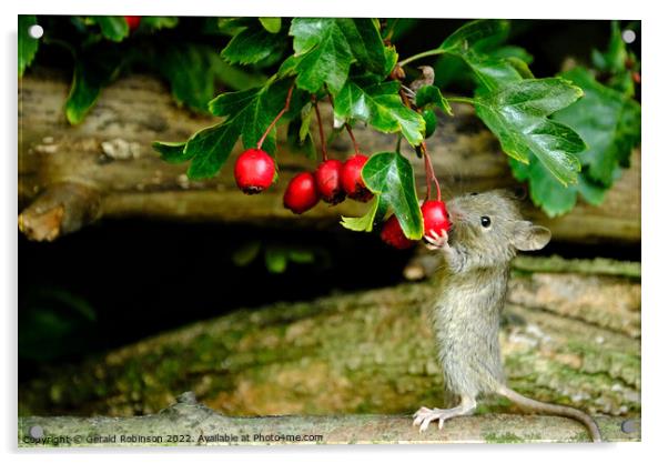Mouse feeding on berries Acrylic by Gerald Robinson