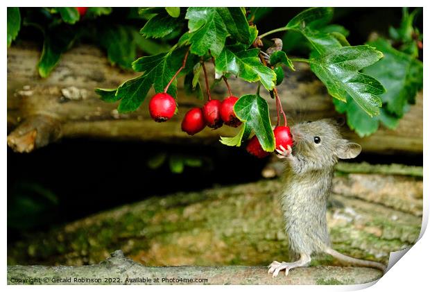 Mouse feeding on berries Print by Gerald Robinson