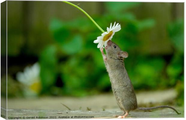 Mouse and daisy Canvas Print by Gerald Robinson