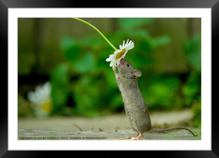 Mouse and daisy Framed Mounted Print by Gerald Robinson