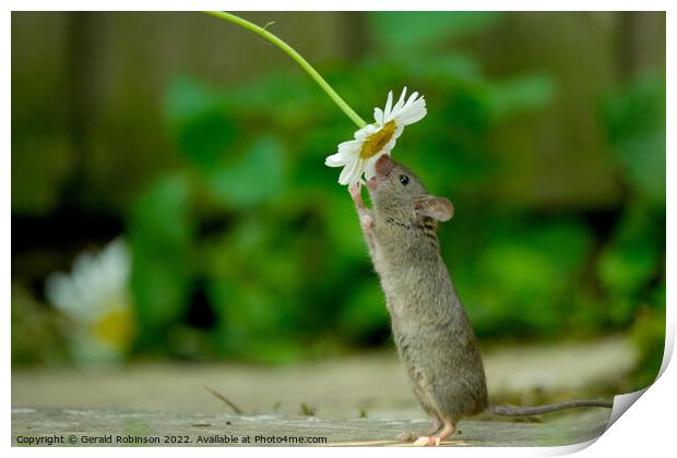 Mouse and daisy Print by Gerald Robinson