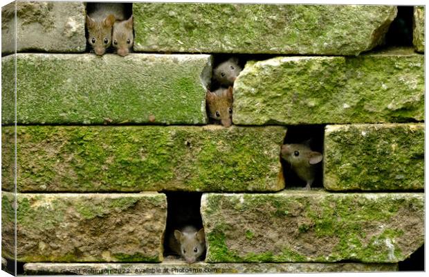 Mice in the wall Canvas Print by Gerald Robinson
