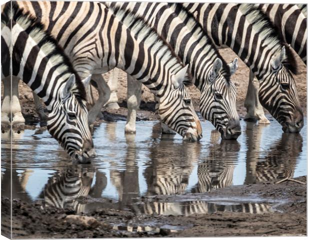 Zebras at Chudob Waterhole Canvas Print by Belinda Greb