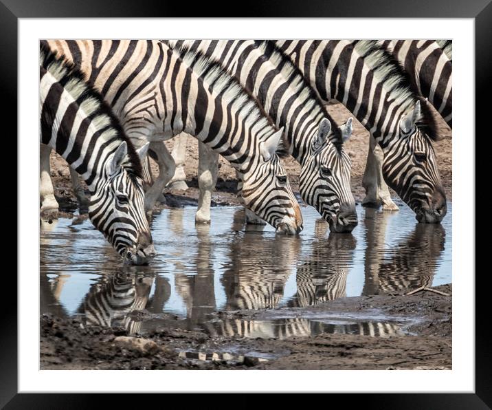 Zebras at Chudob Waterhole Framed Mounted Print by Belinda Greb