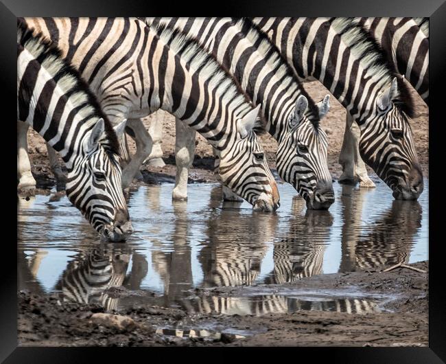 Zebras at Chudob Waterhole Framed Print by Belinda Greb