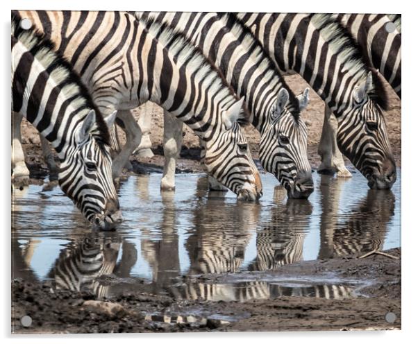 Zebras at Chudob Waterhole Acrylic by Belinda Greb