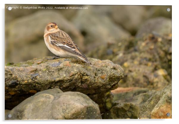 Snow bunting on the rocks Acrylic by GadgetGaz Photo