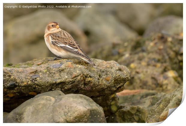 Snow bunting on the rocks Print by GadgetGaz Photo