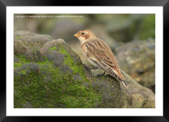 Snow bunting feeding on the rocks Framed Mounted Print by GadgetGaz Photo