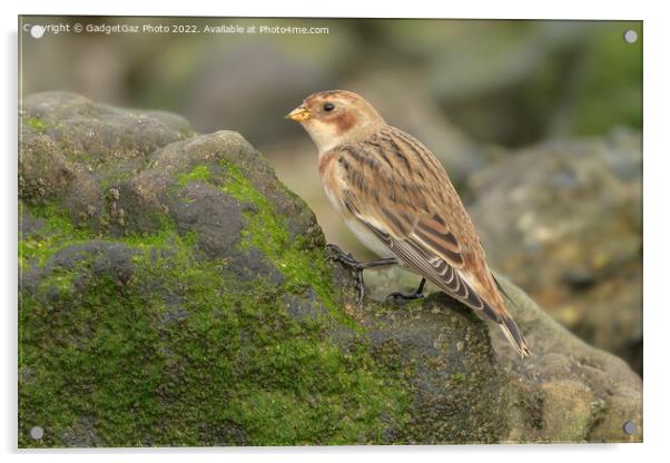 Snow bunting feeding on the rocks Acrylic by GadgetGaz Photo