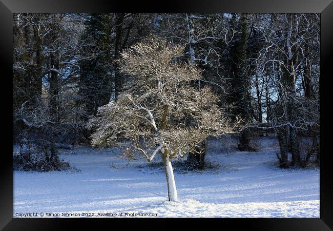 Winter  tree Framed Print by Simon Johnson