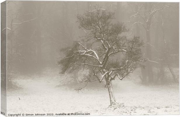 Plant tree Canvas Print by Simon Johnson