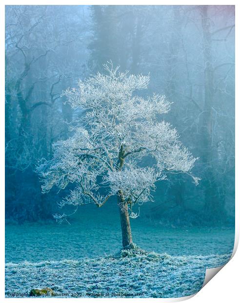 frosted tree Print by Simon Johnson