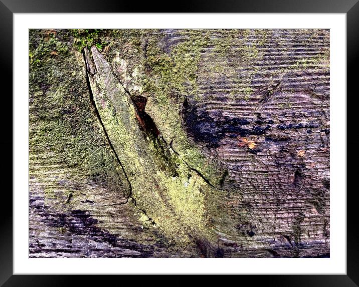 Timber Times 11                         Framed Mounted Print by DEE- Diana Cosford