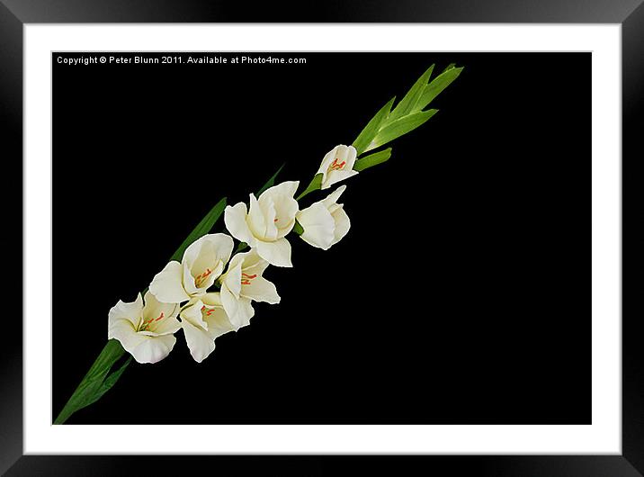 White 7 Flowered Gladioli on Black B/G Framed Mounted Print by Peter Blunn