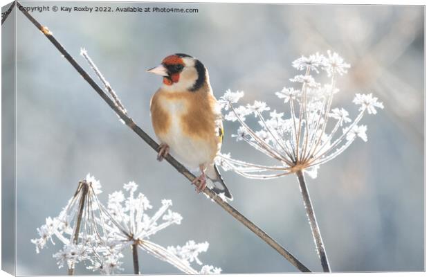 Goldfinch in winter Canvas Print by Kay Roxby
