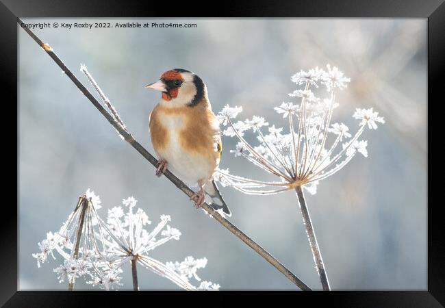 Goldfinch in winter Framed Print by Kay Roxby