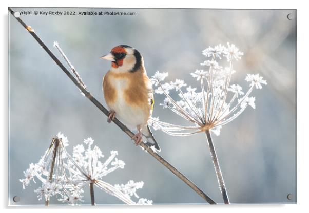 Goldfinch in winter Acrylic by Kay Roxby