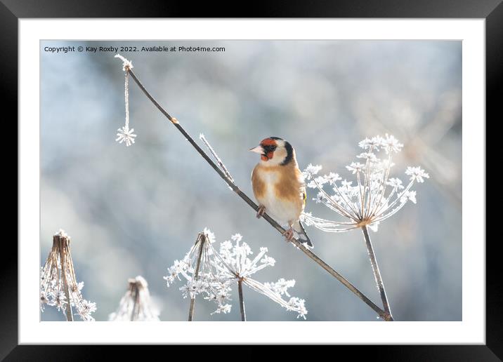 Goldfinch in frost Framed Mounted Print by Kay Roxby