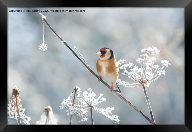 Goldfinch in frost Framed Print by Kay Roxby