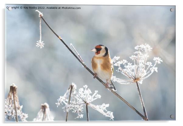 Goldfinch in frost Acrylic by Kay Roxby