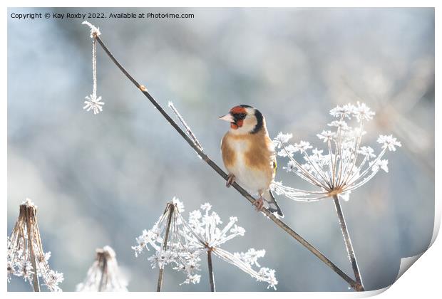 Goldfinch in frost Print by Kay Roxby