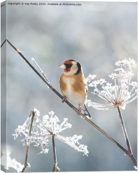 Goldfinch in winter Canvas Print by Kay Roxby