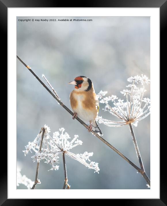 Goldfinch in winter Framed Mounted Print by Kay Roxby