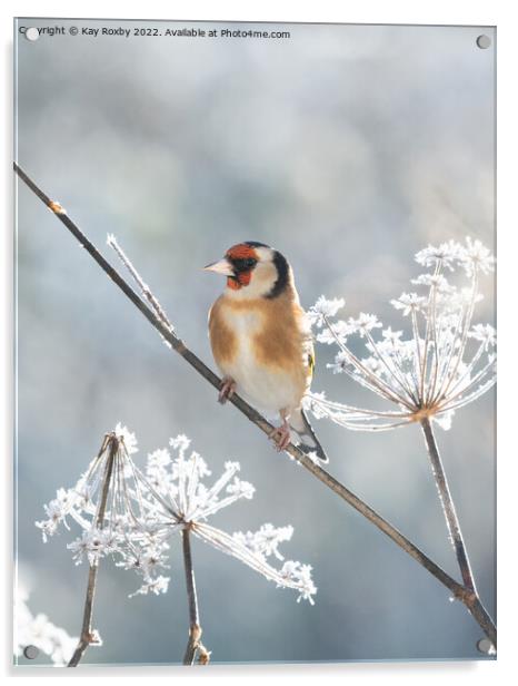 Goldfinch in winter Acrylic by Kay Roxby