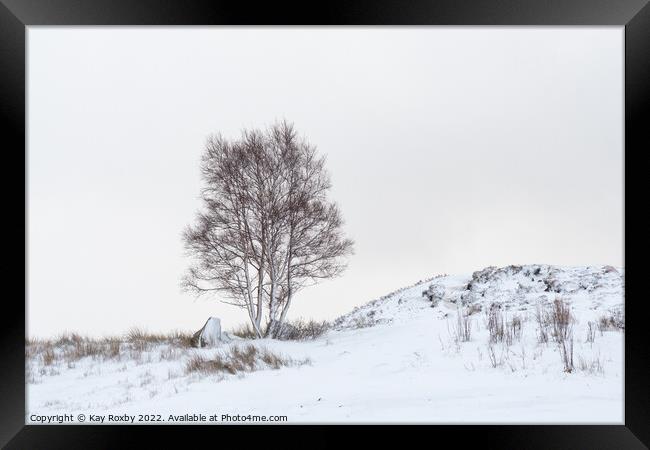 Silver Birch tree in snow Framed Print by Kay Roxby