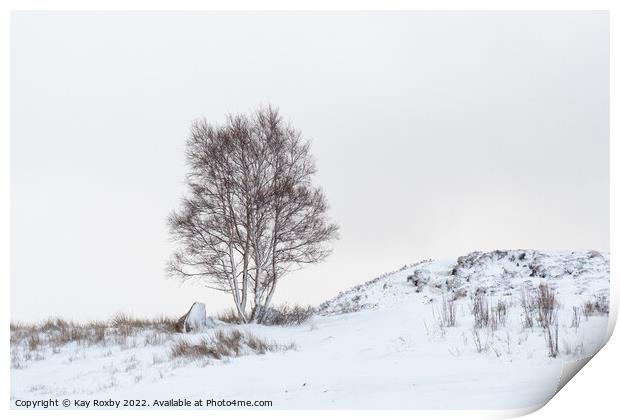 Silver Birch tree in snow Print by Kay Roxby